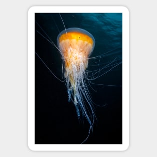 Egg-yolk jellyfish (C032/5364) Sticker